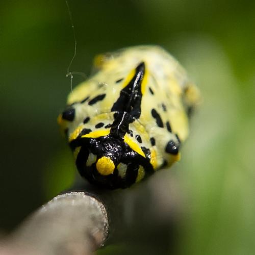 Aporia crataegi